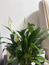水培白掌一帆風順盆栽帶花室內(nèi)客廳植物四季常青好養(yǎng)活新家綠植 A級白掌+早安吸水盆 曬單實拍圖