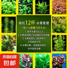 【京東物流】水草套餐 好養耐活真水草植物綠菊大葉綠九冠魚(yú)缸 隨機十二（定制杯+陶瓷環(huán)） 曬單實(shí)拍圖