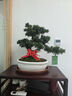 潮裕盆景高端羅漢松造型地景樹(shù)室內(nèi)植物庭院迎客松真樹(shù)老樁客廳辦公室盆景 中式紅芯羅漢松67 帶盆栽好 曬單實(shí)拍圖