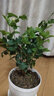 亞招虎頭茉莉花苗 茉莉花盆栽 庭院陽(yáng)臺茉莉大花 重瓣 植物花卉 3年苗帶花發(fā)貨 含盤(pán) 曬單實(shí)拍圖