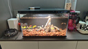 燕之雁 魚缸造景松皮石 虎皮石 魚鱗石 盆栽假山 水草水陸缸骨架 3斤 曬單實拍圖