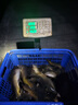 鬼法鬼法10H暴力飛嗑魚竿大棚釣魚竿扣邊黑坑魚竿19調(diào)超硬臺釣竿魚竿 9H火鳳3.3M 竿止 纏把帶 曬單實(shí)拍圖