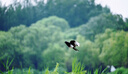 騰龍（Tamron）A047Z 70-300mm F/4.5-6.3 Di III RXD遠(yuǎn)攝長(zhǎng)焦變焦 體育動(dòng)物 尼康全畫幅微單鏡頭(尼康Z卡口) 曬單實(shí)拍圖