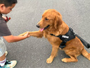 出眾者狗狗牽引繩馬犬胸背帶大型犬狗繩背心式狗背帶法斗金毛狗狗用品 背帶+1.3米狗繩/黑色 XL碼（推薦體重75-105斤） 曬單實拍圖