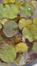 【7天發(fā)芽】碗蓮種四季開花水培水養(yǎng)綠植睡蓮荷花無土盆栽花卉 *成活率100%【10大?；焐_口】 曬單實(shí)拍圖