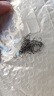 黑針伊豆歪嘴有刺魚鉤高碳鋼鋒利不跑魚釣魚鉤鯽魚鯉魚白條翹嘴鉤 歪嘴伊豆【50枚】 5號(hào) 曬單實(shí)拍圖