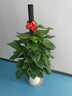 臨雅大葉綠蘿柱客廳綠植大盆栽天堂鳥(niǎo)發(fā)財樹(shù)室內新房除甲醛大型植物 綠蘿柱1.2-1.4米[白色螺紋盆] 曬單實(shí)拍圖