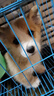 咯咪純種柯基幼犬活體寵物狗兩色三色威爾士柯基犬小型犬小狗崽活犬 母 曬單實(shí)拍圖