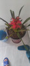【鴻運(yùn)當(dāng)頭】年宵花?鳳梨花盆栽四季開(kāi)花植物室內(nèi)客廳陽(yáng)臺(tái)觀花 鴻運(yùn)當(dāng)頭大紅心+培育原盆+肥料 曬單實(shí)拍圖