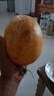【新鮮上市】正宗攀枝花凱特芒果新鮮水果 帶箱2斤200g+ 曬單實(shí)拍圖