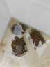 奈寵烏龜飼料魚(yú)干龜糧通用烏龜吃的小魚(yú)淡水無(wú)鹽凍干蝦干補鈣面包蟲(chóng)干 【實(shí)惠套餐 魚(yú)干+蝦干】550ml各1瓶 曬單實(shí)拍圖