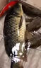 鄧剛主攻釣魚餌料野釣專用通殺鯽魚鯉魚鳊魚必爆護(hù)超誘魚食魚餌料 買2 送1【3秒咬鉤】3包裝 曬單實(shí)拍圖