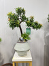 潮裕盆景迎客松羅漢松盆景客廳陽臺造型綠植物造型高端盆景居家擺放好養(yǎng)護 羅漢松盆景16 曬單實拍圖