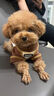 MIKI PAD寵物狗狗衣服夏季薄款透氣T恤小型犬幼犬貓咪衣服泰迪比熊雪納瑞 灰色棒球燙畫【棉質(zhì)護肚】 M胸圍42cm（建議6-8.5斤） 曬單實拍圖