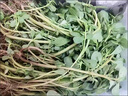 皓謙 馬齒莧新鮮 當季現挖野菜蔬菜馬蜂菜現挖現發(fā)長(cháng)壽菜瓜子菜 2.1斤 曬單實(shí)拍圖