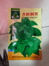 肉總管小葉荊芥種子河南小葉荊芥種子荊芥菜種籽孑四季陽(yáng)臺(tái)種植種菜 小葉荊芥種子200粒 曬單實(shí)拍圖