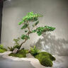 匯種草農(nóng)苔蘚孢子粉四季鮮活青苔綠植短絨吸水石種子微景觀盆景造假山草籽 混合苔蘚孢子粉 精選【100克】包發(fā)芽 曬單實(shí)拍圖