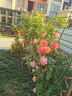 寶御安爬藤月季花苗薔薇花苗藤本月季四季開(kāi)花藤曼玫瑰濃香爬藤植物花卉 粉色龍沙寶石 1米-1.3米高大苗 曬單實(shí)拍圖