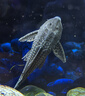 清潔魚清道魚夫清潔魚缸工具魚豹紋清道魚清道魚魚道夫女王大帆 黑+黃14-16厘米各1 曬單實拍圖