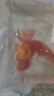 觀(guān)賞魚(yú)金魚(yú)冷水魚(yú)好養活體淡水魚(yú)小金魚(yú)鴻運當頭丹頂紅獅子頭活魚(yú) 10-11厘米紅獅魚(yú)2條+送魚(yú)糧 曬單實(shí)拍圖