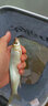 達億瓦（DAIWA） DAIWA達億瓦 枯法師七代 并繼鯽魚竿臺釣竿手桿碳素釣竿日本進口 4.2m 14尺 曬單實拍圖