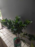 意軒 【帶花苞】陽(yáng)臺(tái)室內(nèi)盆栽花卉梔子花樹苗大葉綠植四季開花枝子花 2年苗【帶花苞】 不含盆 曬單實(shí)拍圖