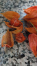 東北長白山紅姑娘果苦菇娘野生紅錦燈籠果掛金燈菇鳥菇蔦新貨包郵 2斤 曬單實拍圖