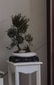 自然空間赤楠盆栽綠植中式室內盆景植物/苑白1造型赤楠+250座 源頭直發(fā) 曬單實(shí)拍圖