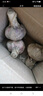 京東紫白皮新鮮濕蒜大蒜現挖蔬菜調料燒烤食材火鍋食材 新鮮濕蒜1斤裝 500g 果徑【4-5cm] 曬單實(shí)拍圖