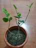 馨音茉莉花盆栽花卉植物室內重瓣虎頭茉莉花苗好養四季植物開(kāi)花濃香型 小苗茉莉花3年苗1顆不帶盆 曬單實(shí)拍圖