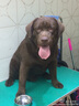 伯納天純狗糧中大型犬全價成年犬糧17kg羊肉蔓越莓味 曬單實拍圖