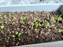 全新雞毛菜種子 四季播種抗熱耐寒蔬菜種子小白菜籽有機小青菜籽 【約4087?！?包 包發(fā)芽 曬單實拍圖