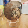 天然齒菊石螺化石原石礦石標本海洋古生物動(dòng)物植物真禮品客廳擺件 CJS-隨機款實(shí)物非此圖發(fā)160元的 曬單實(shí)拍圖