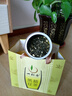 一杯香茶葉茉莉花茶橫縣特級500g2025新茶禮盒裝茉莉綠茶花草茶自己喝 曬單實拍圖