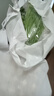 【有機(jī)】韭菜250g 曬單實(shí)拍圖