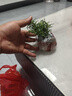 迷迭香苗盆栽可食用驅(qū)蚊植物香草薄荷苗綠植物室內(nèi)煎牛排水培花卉 迷迭香原盆土1盆 盆徑約12cm 含盆高約25cm 曬單實(shí)拍圖