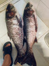 釣魚王霸王悍S大物竿手竿黑坑鰱鳙巨物青草鱘魚釣魚竿8.1m 曬單實拍圖