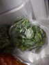 良知農(nóng)哥 【順豐】新鮮現(xiàn)挖馬齒莧菜 馬齒莧長(zhǎng)壽菜五行草 【新鮮馬齒莧】 2斤 曬單實(shí)拍圖