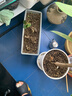 草莓苗四季奶油草莓苗種植盆栽陽臺庭院地栽當(dāng)年結(jié)果南方北方種植 四季草莓 【特別推薦4盆裝】 曬單實拍圖