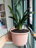 君子蘭盆栽四季老苗花卉植物室內(nèi)庭院水培綠植好養(yǎng)圓頭和尚大小苗 金冠君子蘭10-12片原盆原土+送 含盆 曬單實(shí)拍圖