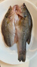 太湖?！緹o(wú)抗或有機認證 淡水鱸魚(yú)】孕婦嬰兒童食輔 鮮活三去魚(yú)類(lèi)水產(chǎn) 【有機】大鱸魚(yú) 400g*3條 曬單實(shí)拍圖