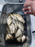 民間藝人磨砂漂身魚(yú)漂野釣輕口鯽魚(yú)鯉魚(yú)浮漂高靈敏醒目加粗鰱鳙大物漂 MX08漂長(cháng)50CM吃鉛1.75克 曬單實(shí)拍圖