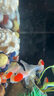 【鶴頂紅】精品金魚(yú)幼苗小魚(yú)魚(yú)苗紅帽招財冷水鴻運當頭獅子頭好養魚(yú)苗小型 鴻運當頭買(mǎi)3送3 4-6厘米【靈動(dòng)好看】 曬單實(shí)拍圖