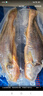 GUO LIAN國(guó)聯(lián) 三去黃花魚2條 共凈重2斤國(guó)產(chǎn)寧德東海大黃魚 海鮮水產(chǎn)生鮮 曬單實(shí)拍圖