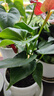 大號(hào)紅掌高30-40cm 鴻運(yùn)當(dāng)頭室內(nèi)花盆栽客廳辦公室開(kāi)花類(lèi)四季好養(yǎng) 【原盆原土】高約45起 30-40cm 曬單實(shí)拍圖