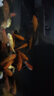 錦鯉魚金魚活魚黃金龍鳳冷水淡水魚好養(yǎng)耐活魚苗觀賞魚活體風(fēng)水魚 3黃+3紅8-10cm共6條 曬單實拍圖
