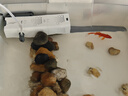 森森魚缸過濾器三合一內(nèi)置小型水族箱過濾系統(tǒng)增氧泵XQP-1000F 15W 曬單實拍圖