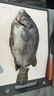 KEEMAKE 日式柳刃刺身刀三文魚刀魚生刀壽司料理刀具生魚片刀金槍魚刀 9.5寸刺身刀+6.5寸魚頭刀 曬單實(shí)拍圖