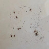 創(chuàng)惠仁日本滅蟑螂藥家用全窩端商用殺蟑螂殺蟲一窩端除蟑螂神器廚房去蟑 3盒裝/18枚【家庭裝】90%客戶選擇 曬單實拍圖
