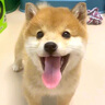 柴犬幼犬寵物狗純種活體日本柴犬狗狗赤柴黑柴豆柴白柴 血統(tǒng)級 母 曬單實拍圖